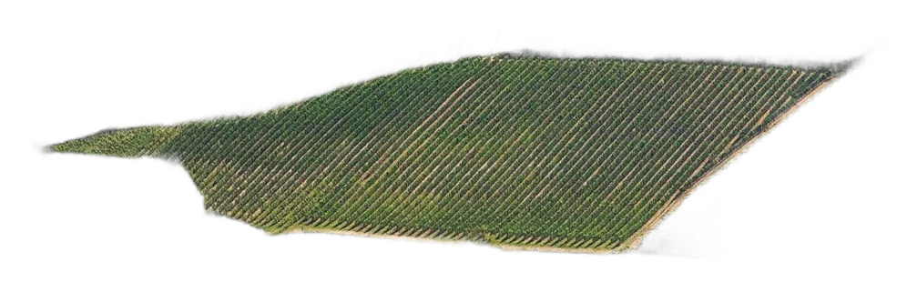 Barolo DOCG Vignarionda