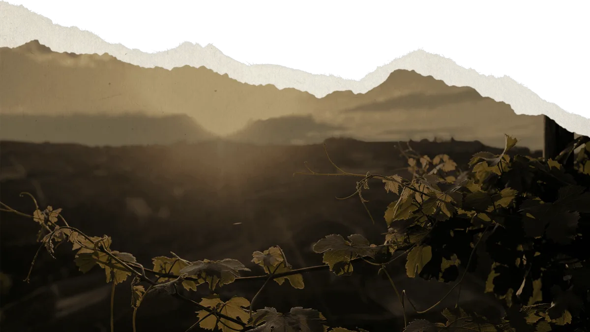 Langhe DOC Pinot Nero Campo Romano