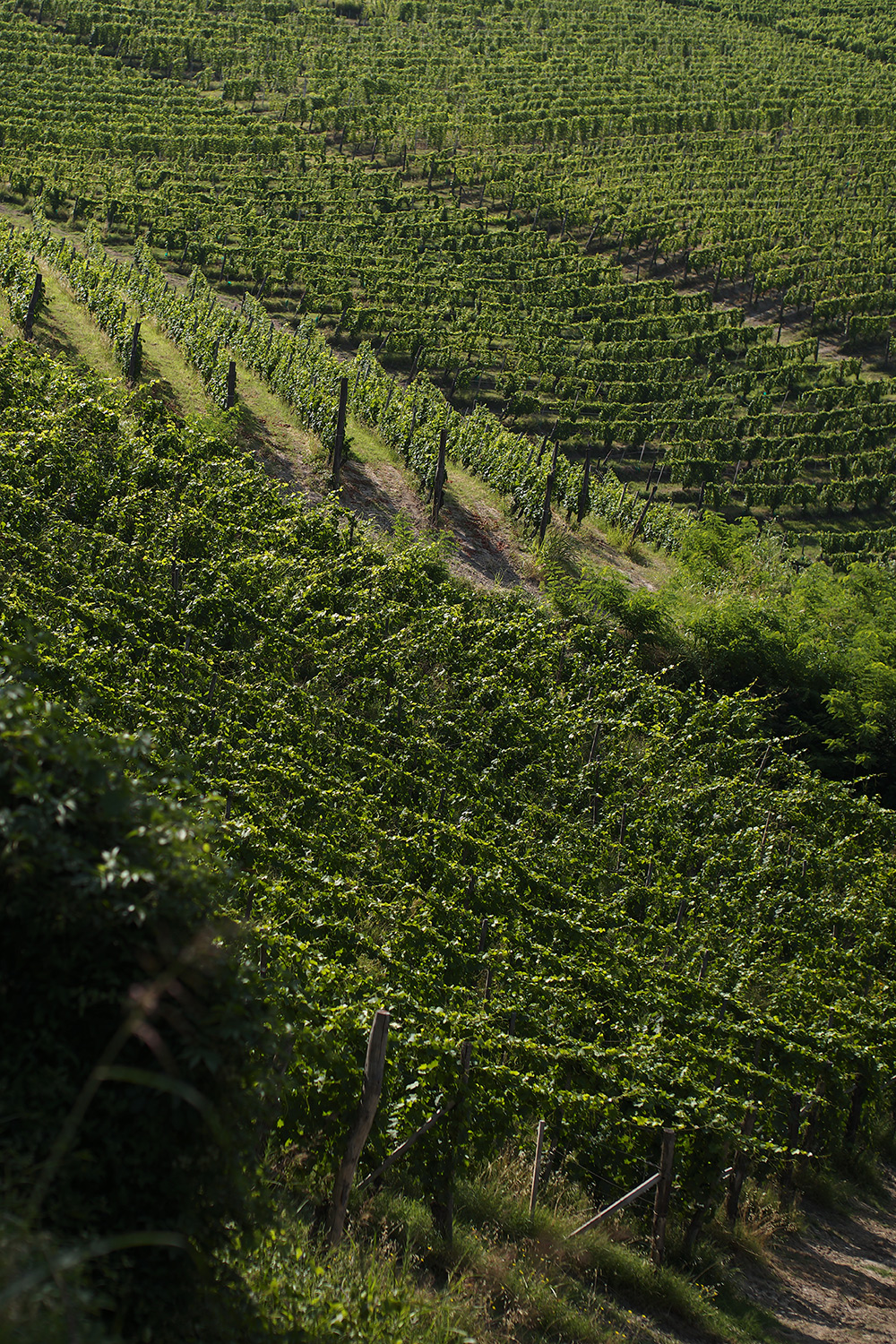 Barbaresco DOCG Pajoré