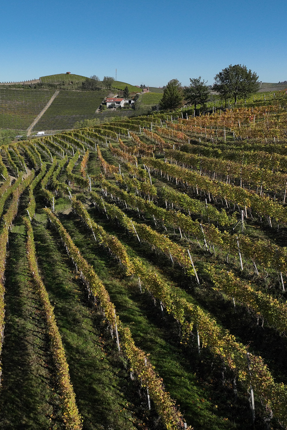 Barbaresco DOCG Fausoni
