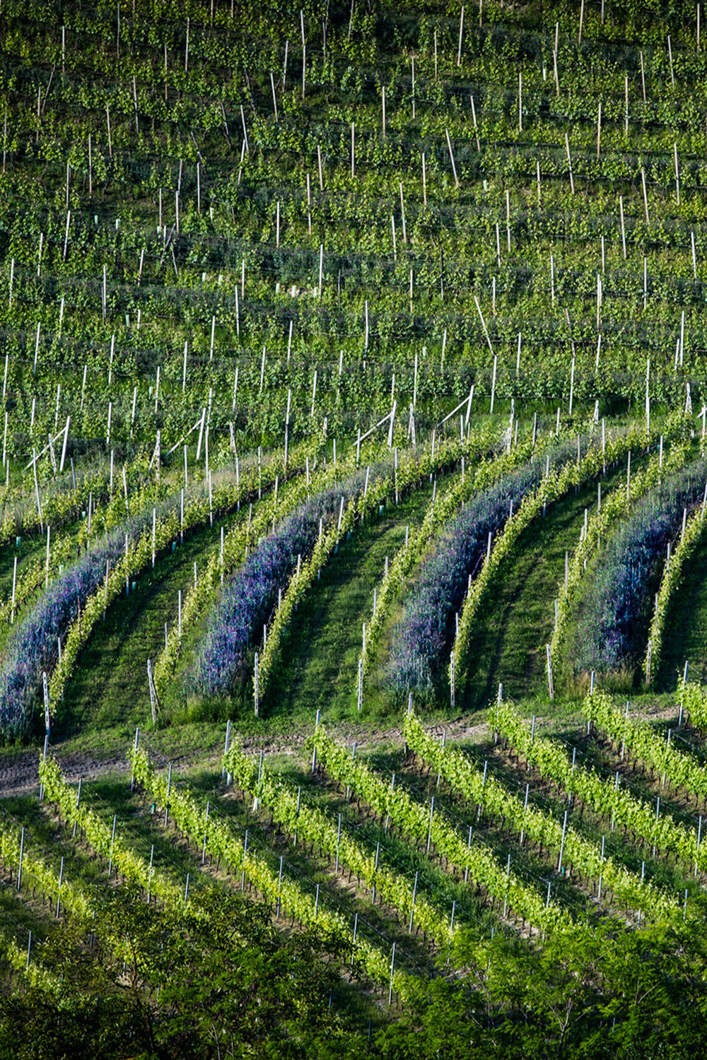 Barbaresco DOCG Currà