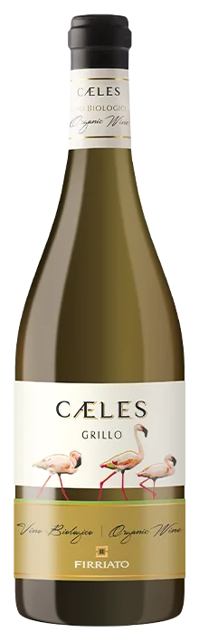 Caeles Grillo