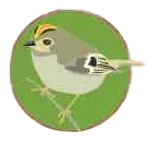 Goudhaantje