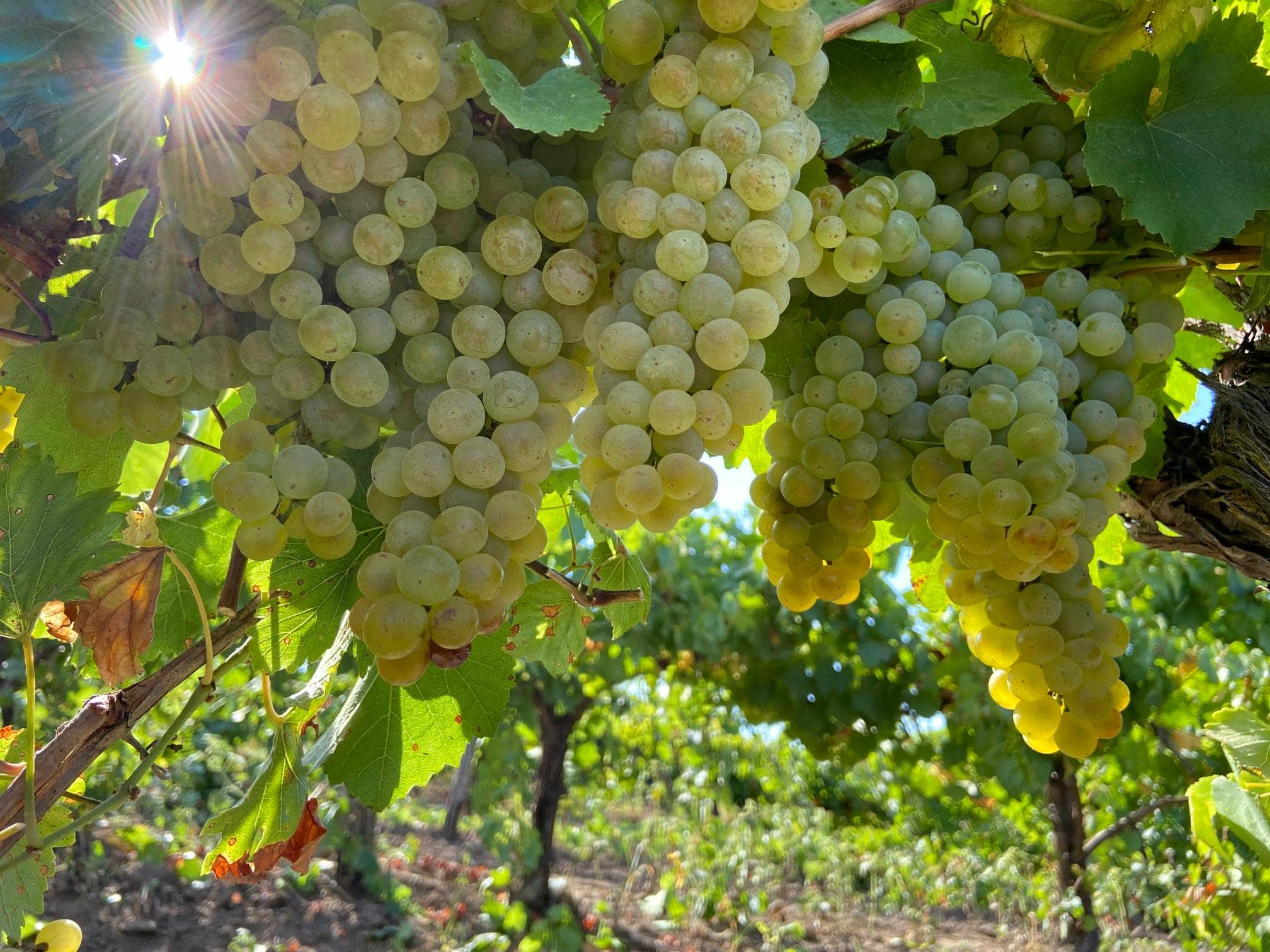 Chardonnay