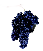 Saperavi
