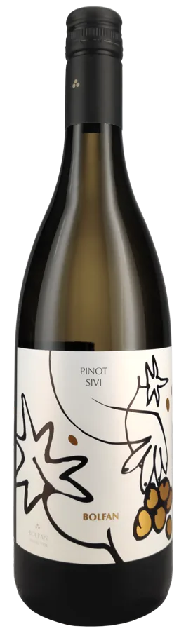 Pinot sivi