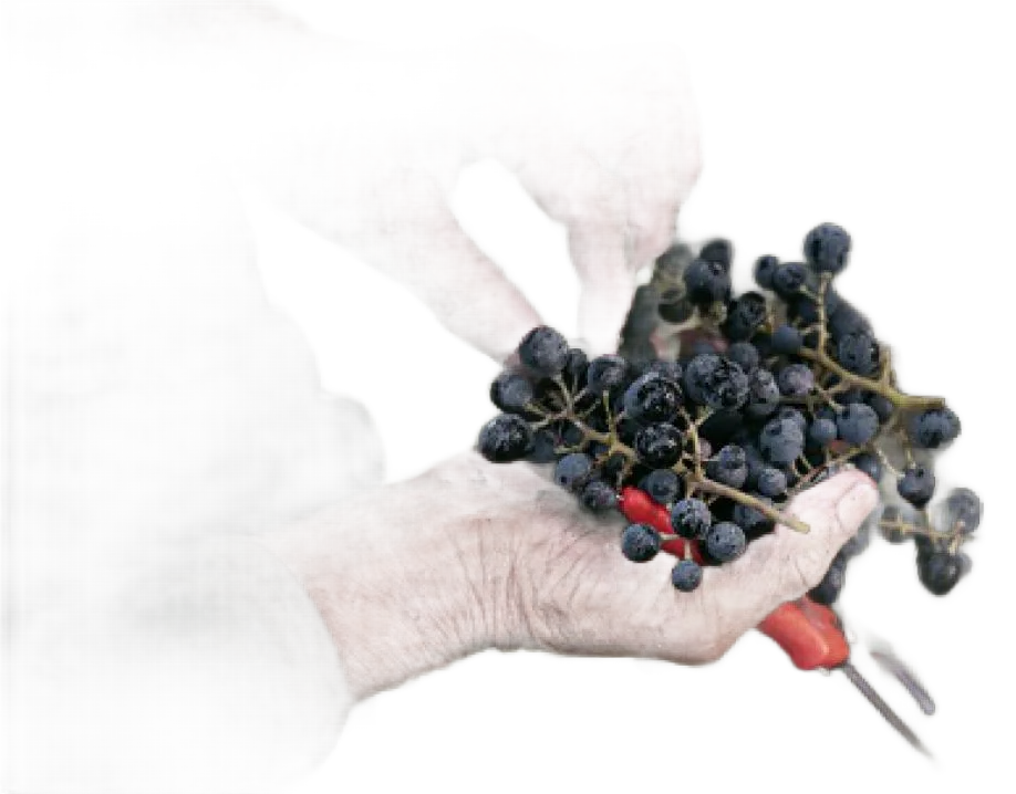 Muškaton