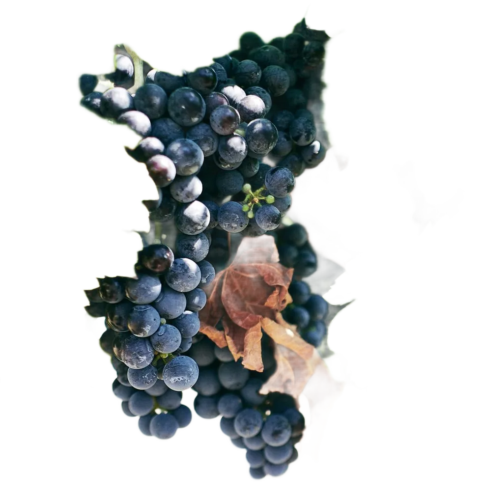 Prisbus Riserva 2018