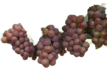 Szürkebarát