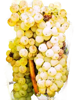 Olaszrizling