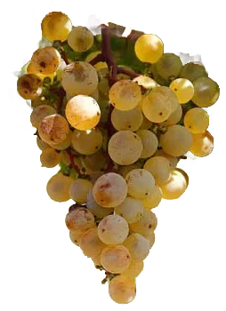 Kéknyelű
