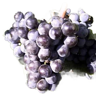 Cabernet Franc