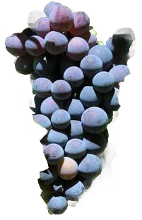 Pinot Noir