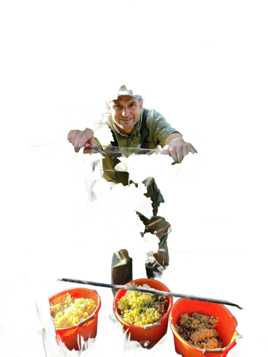 2024er Sauvignac Goldkehlchen