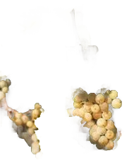 Riesling