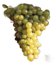 Ehrenfelser