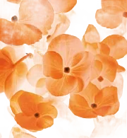 Giglio