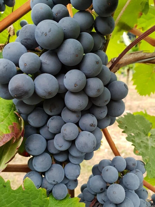 Schwarzriesling Rotwein