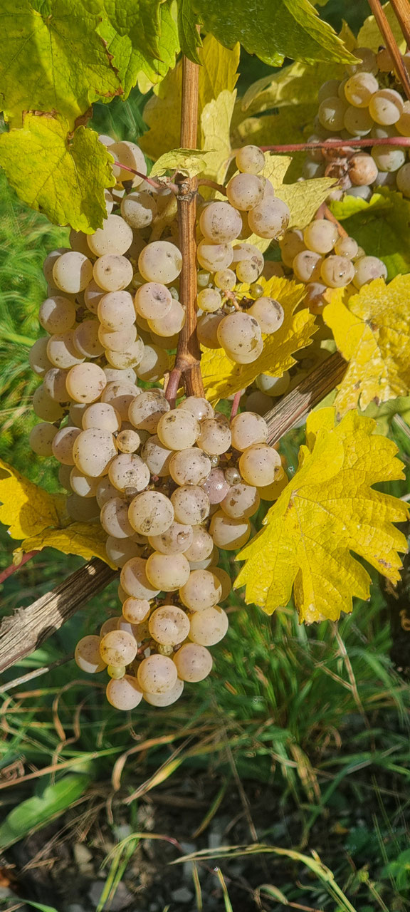 2025 RHEINGAU RIESLING Lorcher Pfaffenwies Alte Reben