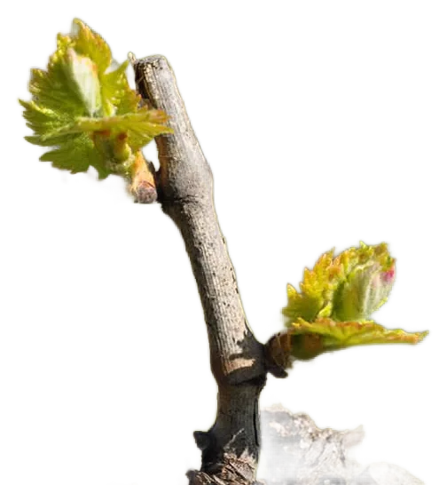Poggio Ferlina