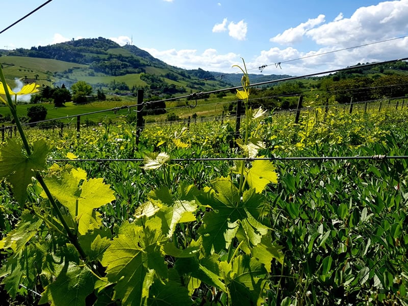 Campi di Fratta