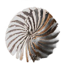 Visellio
