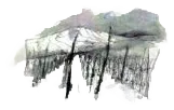 Riesling