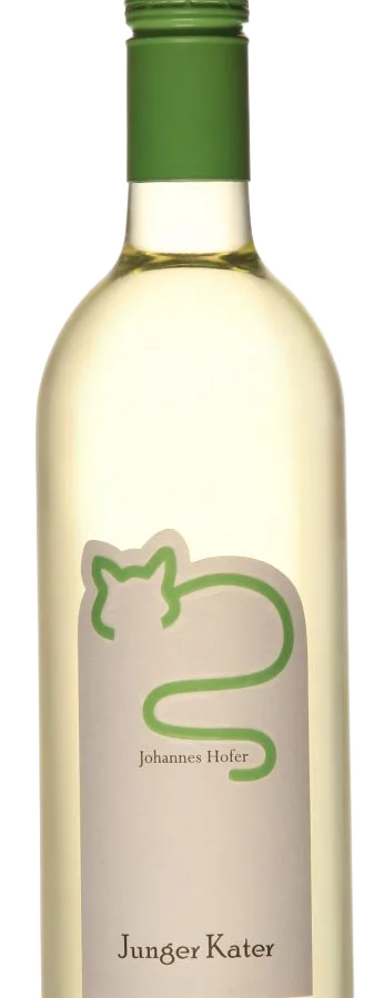 Junger Kater 2025