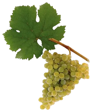 Grüner Veltliner „Riede Stein“