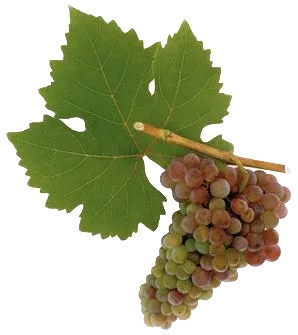 Frühroter Veltliner