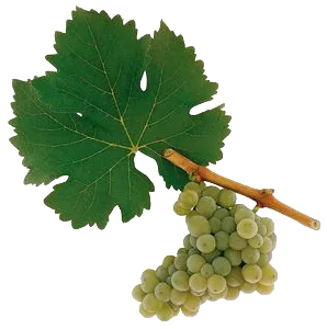 Sauvignon blanc