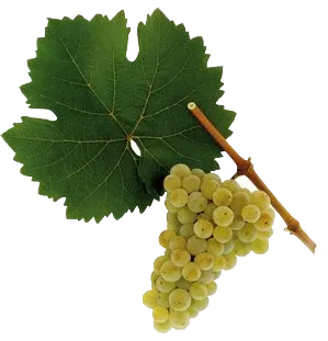 Riesling