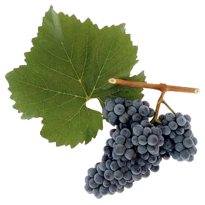 Zweigelt