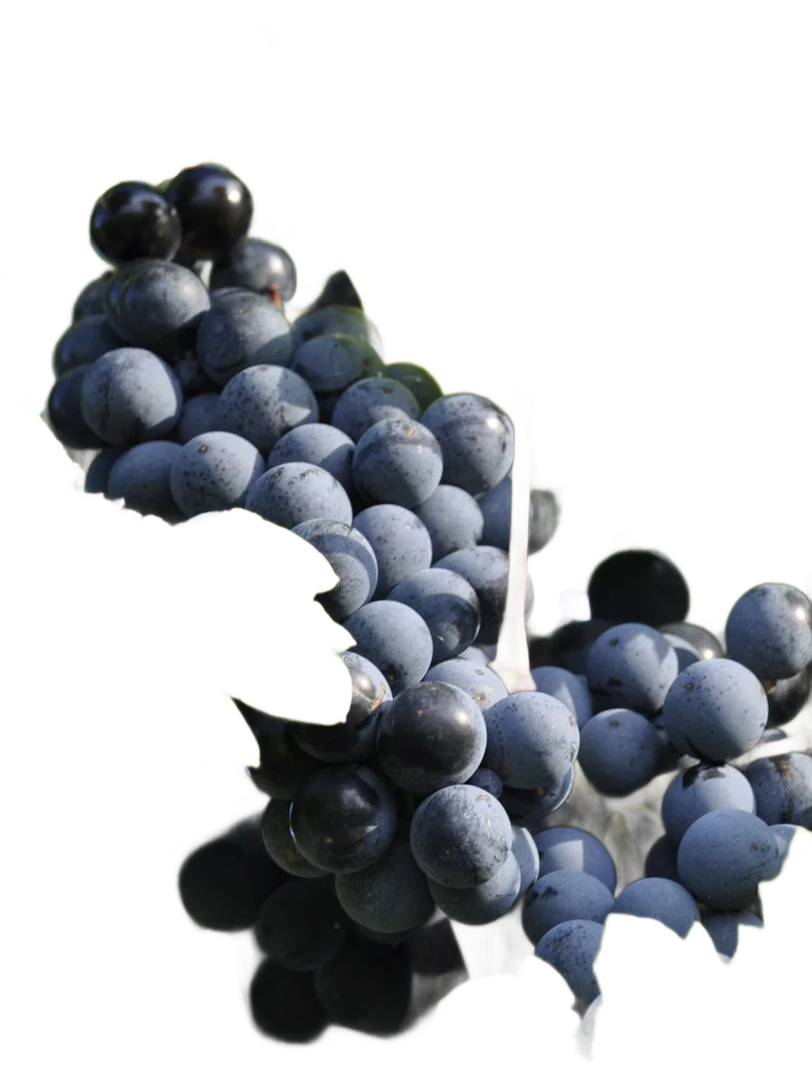 Blaufränkisch