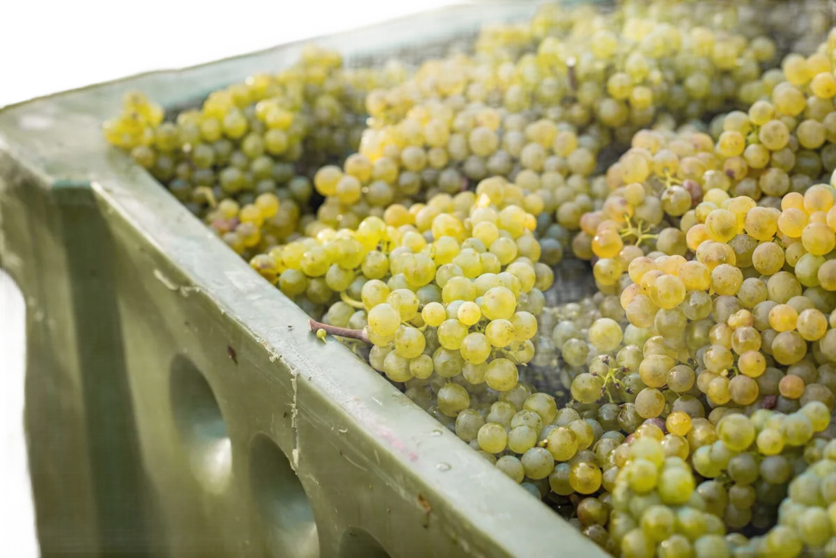 Traisental DAC Grüner Veltliner Ried Rosengarten
