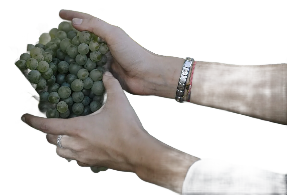 Traisental DAC Reserve Grüner Veltliner Ried Sonnleithen