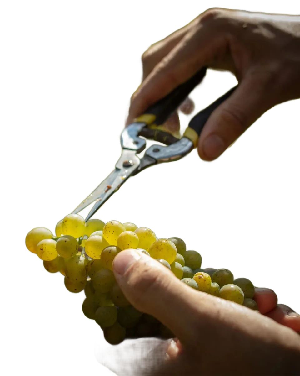 Grüner Veltliner