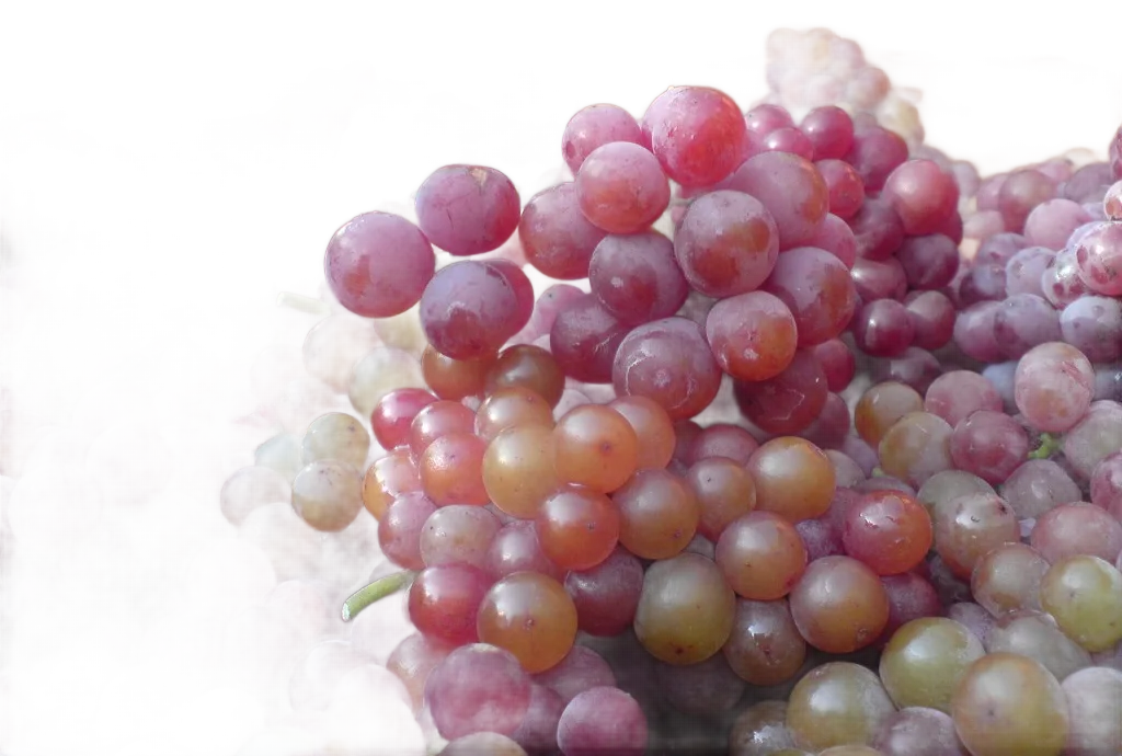 Tramín červený