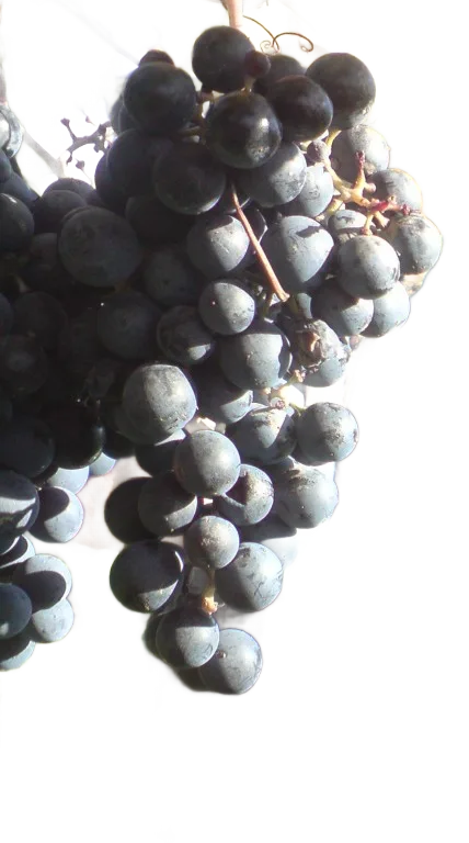 Cabernet Moravia