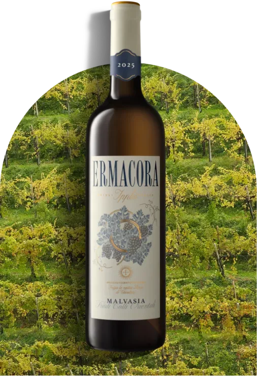 Malvasia