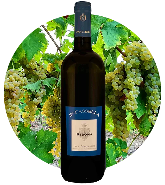 Colli Maceratesi - Ribona
