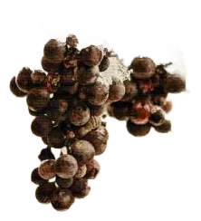 2023er Wintersecco mild
