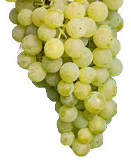 Rivaner