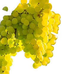 Riesling