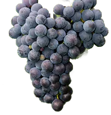 Dornfelder