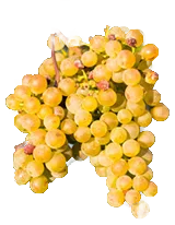 Weißburgunder