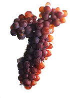 Grauer Burgunder