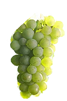 Grüner Silvaner