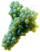 Müller-Thurgau