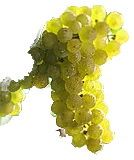 Riesling